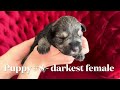 Puppy introductions for black & silver Miniature Schnauzer puppies!
