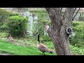 LOOK WHO CAME TO VISIT…#goslings #naturephotography #backyardnature #springtime #wildlife