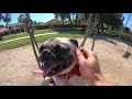 Puppers, Pug and the Park