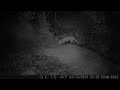Foxes and Coons come out.  Trail Camera at Moms Night 2 Campark Trail Camera April 2024