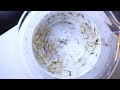 Breeding Taiwan bee and Pinto Shrimp with Crystal shrimp - Mischling method