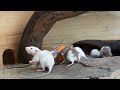 Cat Games 😻 Cat TV | Mouse hide & seek and Play in jerry holes | Catching REAL Mouse