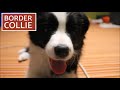Border Collie vs Australian Shepherd - What are the DIFFERENCES?