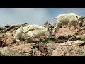 Mountain Goats in Colorado: So Cute and Adorable!