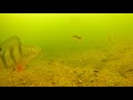 Catching perch on drop shot - how it looks underwater
