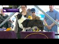 Cardigan Welsh Corgis | Breed Judging 2023