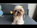 Adorable Dog Tricks Compilation By Shih Tzu - Siro's Edition