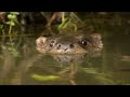 Wild Hungary - A Water Wonderland - Full Nature Documentary