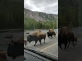 Yellowstone Bison Jam
