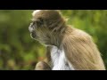 AMAZON JUNGLE 4K ULTRA HD | Rainforest Animals