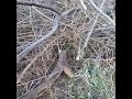 30년묵은 뽕나무를 송충이  방지를 위해  자르기, Cutting down 30-year-old mulberry trees to prevent caterpillars..Jeonju