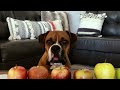 My Dog Tries 7 Different Apples 🍎 Taste Test FUNNY REACTION | ASMR Crunchy Sounds 🍂