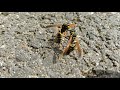 Wasps fighting