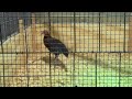 3 Month old Red Jungle Fowl Stag | Menyuam Ntsuag Lau Qaib Qus Txuam Tsoov 3 Hlis
