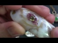 Drilling Holes and Gluing Gems on Seashells | Liz Kreate