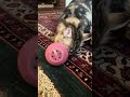 Siberian kittens are introduced to activity ball feeder for the first time
