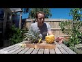 Growing Pineapples in Containers UK