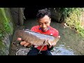 Misteri Ribuan Ikan Nila Dan Ikan Gabus di Dalam Gorong-Gorong Angker