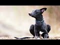 El perro WHIPPET 🐶 | Características, Cuidados y Salud 🐾