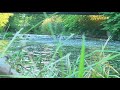 ASMR - hiding in the grass and listening to a flowing brook ...