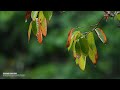 숲 빗소리, 새소리, 자연의 소리, 백색 소음 / 비 오는 소리/ The chirping of birds in the woods on a rainy day / 1시간 뒤 화면 블랙