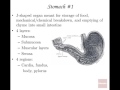 Anatomy and Physiology of Digestive System