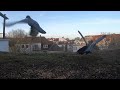 Pigeon Showdown: Mysterious Encounter Caught on Camera! 🐦⚔️ #birdfeeding #pigeonslovers #fighting