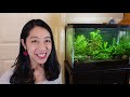 My Honest Review of 5 Centerpiece Fish for Nano Tanks