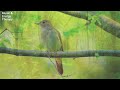 Relaxing Music with Nature Sounds, Forest Music, Sleep Music, Meditation Music