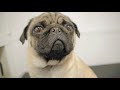 Cute funny Pug | World Famous Dog