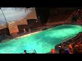 ||dolfin dancing show 🐬In dolfinarium Nederlands #travel ||