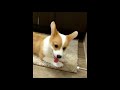 Funny and Cute Corgi Compilation | Best Funny Corgi Videos