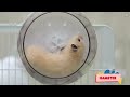 Animal Sounds: Sloth, Meerkat, Skunk, Vulture - Animal Videos