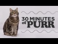 30 minutes of purr - Relax and regenerate with cat Vibrations