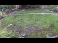 Reseeding The Lawn