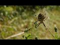 Wasp Spider - Argiope bruennichi  First for Warwickshire?!