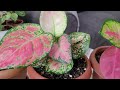 AGLAONEMA BAKIMI VE ÜRETİMİ