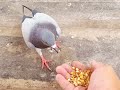 Offshore pigeon life on the platform #tukod #birds #pigeon