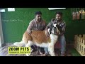 DOGS For Sale / Puppy Sales in Chennai / Dog Kennel in Tamilnadu / Nanga Romba Busy