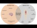 Neuroscience of Stress and Metabolism