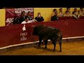 Men jumping over a charging bull - Recortadores