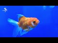 Buying Oranda Goldfish