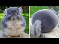 Different Chinchilla Mutations and Colors