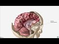 Anterior Cranial Fossa | Skull Anatomy
