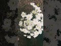 Beautiful Chrysanthemum flowers | செவ்வந்தி பூக்கள் | Covai Flower show | | சாமந்தி | Terrace Garden