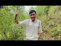 असारे धान रोपाइँ /paddy planting/villagelife/vlog/kamal Lohani
