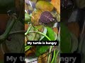 Watch my turtle eat supper #turtle #paintedturtle #cutepets