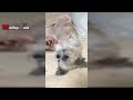 Funny Dogs Who Don't Want To Take A Bath - Try Not To Laugh [BEST OF]
