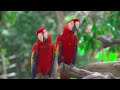 The Most Colorful Macaw Parrots in 4K HDR - Relax with Nature Sounds