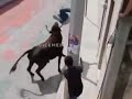 Guy brutally killed by a Bull after being teased😅😅